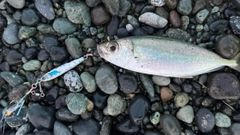 メアジの釣果