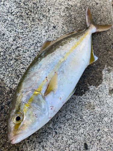 シオの釣果