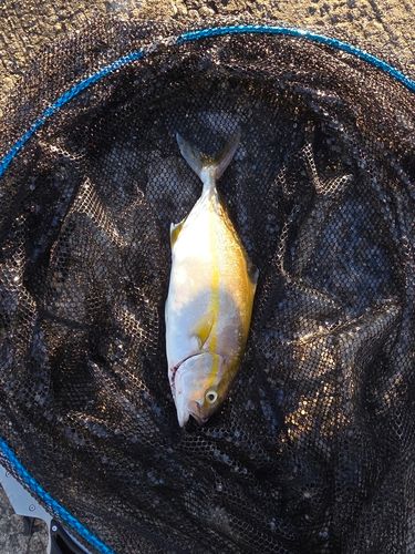 シオの釣果