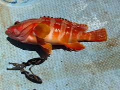 アカハタの釣果
