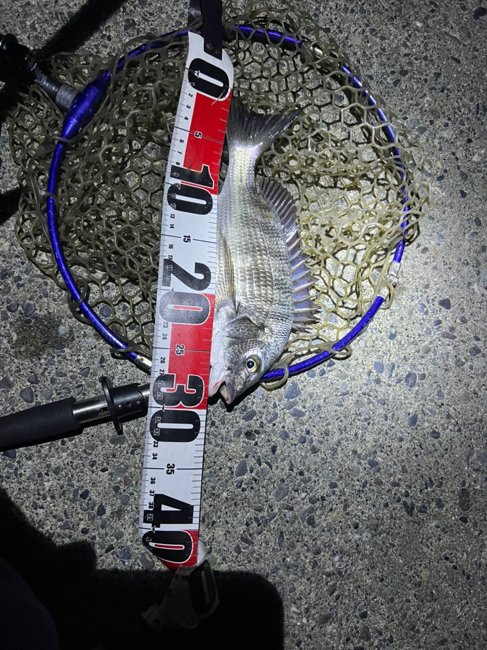 SHIMANO 19ソアレ BB S70SUL-Sの最安値・インプレ・釣果 | 本音の