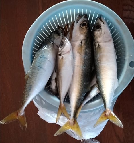 サバの釣果