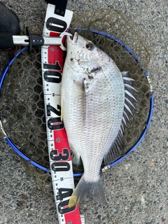 キビレの釣果