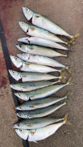 サバの釣果