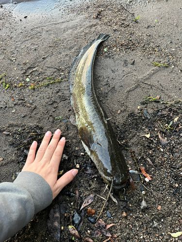 ナマズの釣果