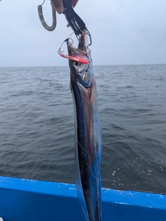 サゴシの釣果