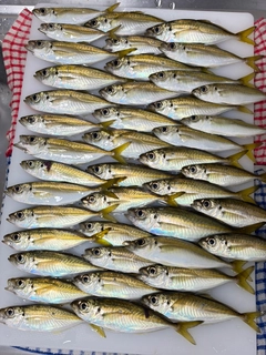 アジの釣果