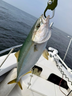 イナダの釣果