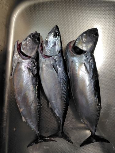 ソウダガツオの釣果