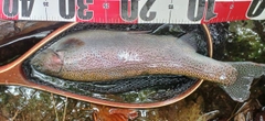 ニジマスの釣果