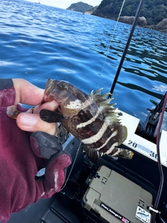 アオハタの釣果