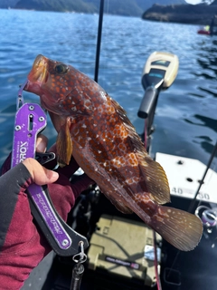 キジハタの釣果