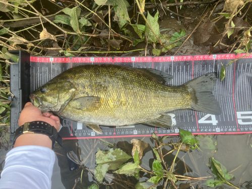 スモールマウスバスの釣果