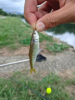 オイカワの釣果