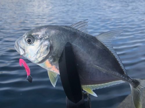 メッキの釣果
