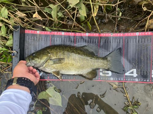 スモールマウスバスの釣果