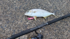 ショゴの釣果