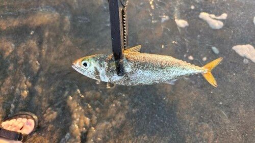 サバの釣果