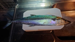 サワラの釣果