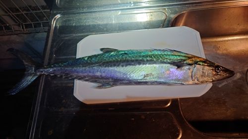 サワラの釣果