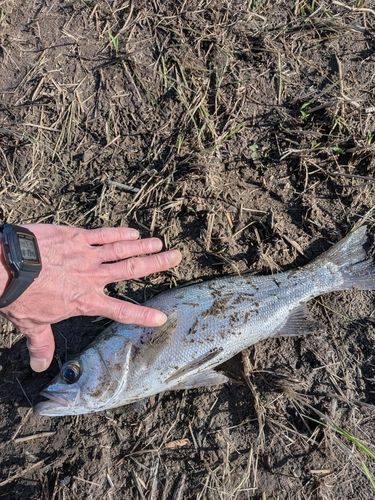 宮崎県の釣果・釣り場情報【2026年最新】 - アングラーズ | 釣果600万
