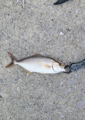ネリゴの釣果