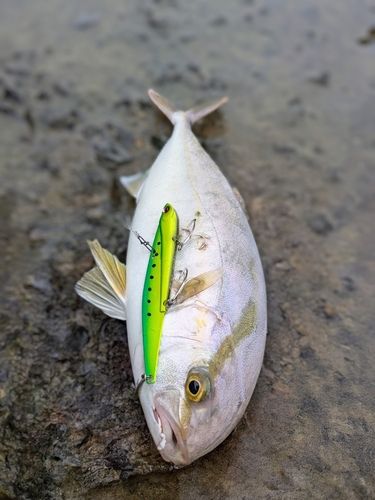 ネリゴの釣果