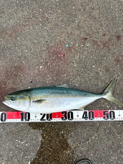 イナダの釣果
