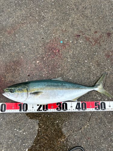 イナダの釣果
