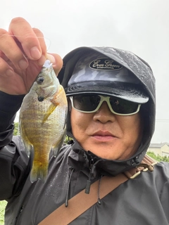 ブルーギルの釣果