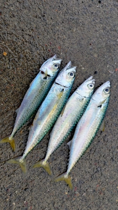 マサバの釣果
