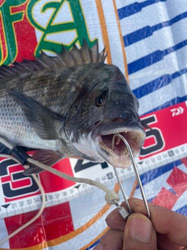 チヌの釣果