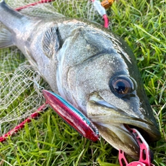 スズキの釣果
