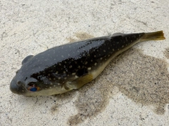 フグの釣果