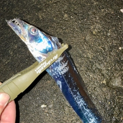 タチウオの釣果