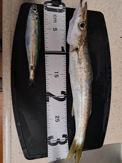 カマスの釣果