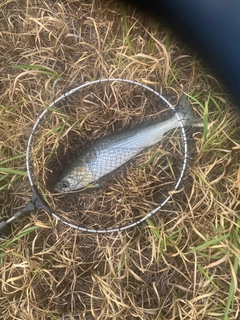 ボラの釣果