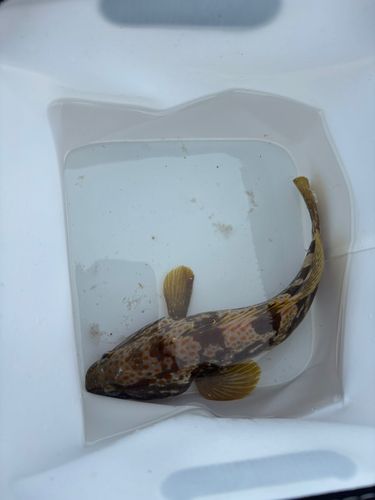 キジハタの釣果
