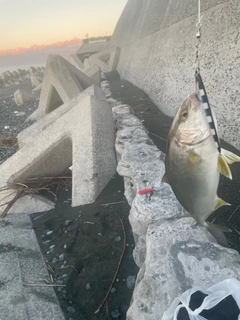 ショゴの釣果