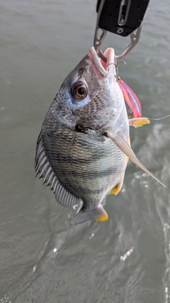 キビレの釣果