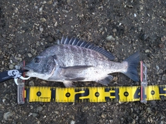 チヌの釣果