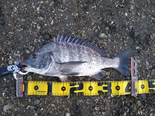 チヌの釣果