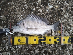 キビレの釣果