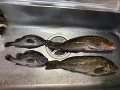 アブラコの釣果