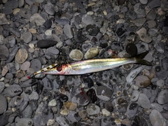 カマスの釣果