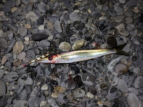 カマスの釣果