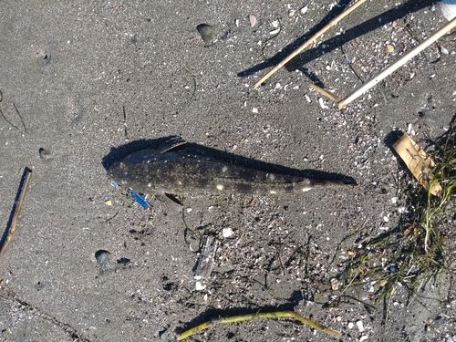 マゴチの釣果