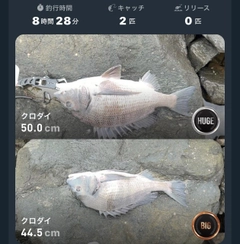 クロダイの釣果