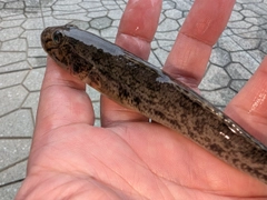 マハゼの釣果