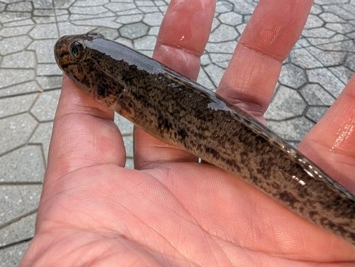マハゼの釣果